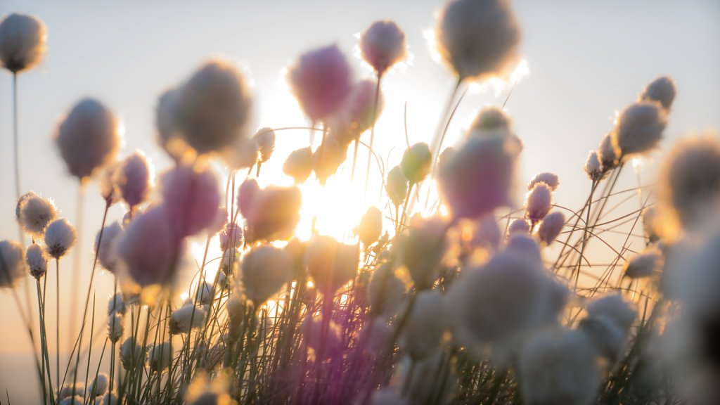 Sun flare and Hares tail Cotton Grass