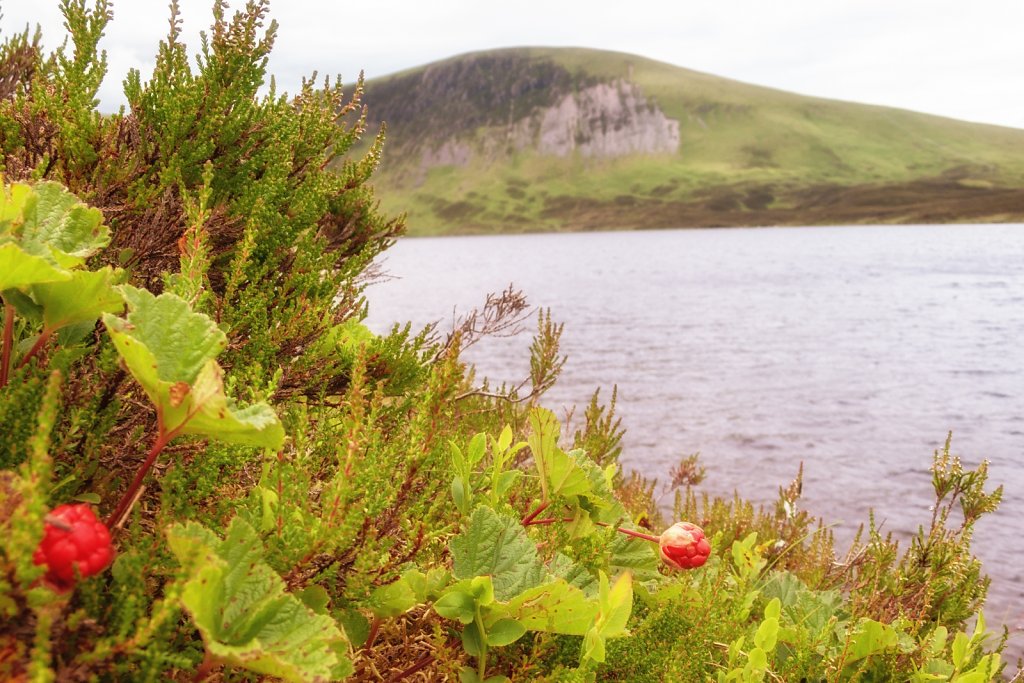 Cloudberries by Loch Skeen